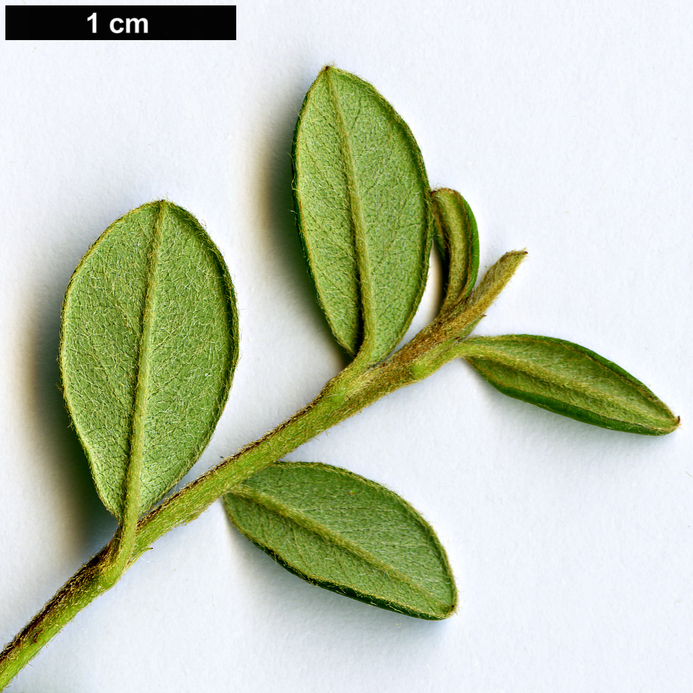 High resolution image: Family: Rosaceae - Genus: Cotoneaster - Taxon: ×suecicus (C.conspicuus × C.dammeri)